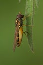 Vertical closeup on a ladder backed hover fly, Melanostoma scalare