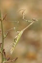 Vertical closeup on the large conehead mantis, Empusa pennata f Royalty Free Stock Photo