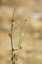 Vertical closeup on the large conehead mantis, Empusa pennata Royalty Free Stock Photo