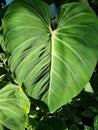 Vertical closeup of large green Colocasia plant leaf in the forest