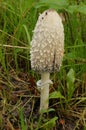 Vertical closeup on a Lawyer's Wig, Shaggy Inkcap mushroom, Coprinus comatus