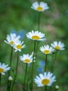 Vertical closeup of Leucanthemum vulgare, oxeye daisies.