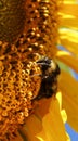 Vertical closeup of a little Bumble Bee, Bombus enjoying the pollen of a sunflower,Helianthus annuus Royalty Free Stock Photo