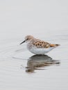 Vertical closeup of the Little stint. Calidris minuta. Royalty Free Stock Photo