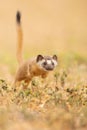 Vertical closeup of a long-tailed weasel hunting. Neogale frenata.