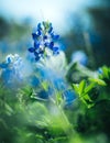 Vertical closeup of the Lupinus texensis, the Texas bluebonnet.