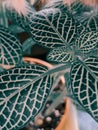 Vertical closeup macro shot of Fittonia nerve plant