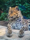 Vertical closeup of a majestic amur leopard resting in a zoo Royalty Free Stock Photo