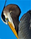 Vertical closeup of a majestic gray heron against a blue sky