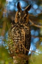 Vertical closeup of a majestic long-eared owl on a tree branch