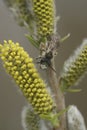 Vertical closeup on a male red-bellied miner Andrena ventralis, sitting on a yellow flowering Willow plant