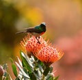 Vertical closeup of a male southern double-collared sunbird, Cinnyris chalybeus.