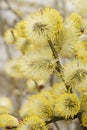 Vertical closeup on a male Willow kitten, Salix caprea loaded with yellow pollen