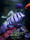 Vertical closeup of a manini (Acanthurus triostegus) under the sea Royalty Free Stock Photo