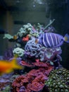 Vertical closeup of a manini (Acanthurus triostegus) under the sea Royalty Free Stock Photo