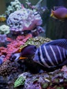 Vertical closeup of a manini (Acanthurus triostegus) under the sea Royalty Free Stock Photo