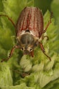 Vertical closeup on a May chafer, Melolontha melolontha sitting on a green leaf