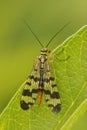 Vertical closeup on a Meadow scorpionfly, Panorpa vulgaris
