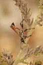 Vertical closeup on a Mediterranean Prionyx kirbii wasp, resting on a plant , Sphecidae, Hymenoptera Royalty Free Stock Photo