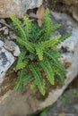 Vertical closeup on a Mediterranean rusytback fern, Asplenium ceterach Royalty Free Stock Photo