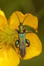 Vertical closeup on a metallic green false or thick-legged flower beetle Oedemera nobilis in a yellow buttercup flower Royalty Free Stock Photo