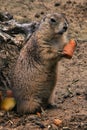 Vertical closeup of a Mexican prairie dog eating a carrot in a zoo Royalty Free Stock Photo