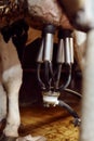 Vertical closeup of milking equipment on a cow udder with blurred background Royalty Free Stock Photo