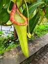 Vertical closeup on a monkey cup carnivorous plant, Nepenthes species in a tropical glasshouse Royalty Free Stock Photo