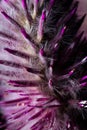 Vertical closeup of mulla mulla (Ptilotus exaltatus) flowers growing in sunlight Royalty Free Stock Photo