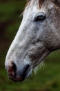 Vertical closeup of the muscular face of a beautiful white horse on a blurred background in a field Royalty Free Stock Photo