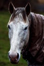 Vertical closeup of the muscular face of a beautiful white horse on a blurred background in a field Royalty Free Stock Photo