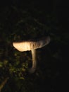 Vertical closeup of mushroom gills on dark background. Royalty Free Stock Photo