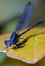 Vertical closeup of navy blue Springwater dancer damselfly on yellow leaf