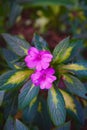 Vertical closeup of New Guinea impatiens  flowers Royalty Free Stock Photo