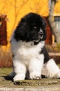 Vertical closeup of a Newfoundland dog puppy outdoors.