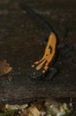 Vertical closeup on an orange colored juvenile of the endangered Laos newt, Paramesotriton or Laotriton laoensis Royalty Free Stock Photo