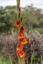 Vertical closeup of an orange Gladiolus.