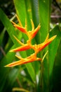 Vertical closeup of orange Heliconia psittacorum flower - tropical wallpaper