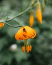 Vertical closeup of an orange lily (Lilium columbianum) against blurred green background