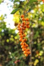 Vertical closeup of orange Seaberries growing on a green branch