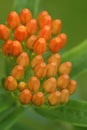 Vertical closeup on orange unopened flowers of the North American butterfly milkweed, Asclepias tuberosa Royalty Free Stock Photo