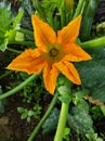 Vertical closeup of an orange zucchini flower with green stems Royalty Free Stock Photo