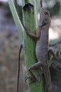 Vertical closeup of a oriental garden lizard climbing a thin green tree bark with a blur background Royalty Free Stock Photo