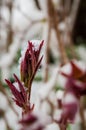 Vertical closeup of a Paeonia Officinalis before blooming in early spring with snow Royalty Free Stock Photo