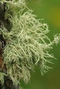 Vertical closeup on a pale colored beard lcihen, Usnea hirta, growing on a pole