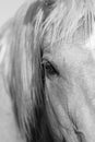 Horse eye in black and white Royalty Free Stock Photo