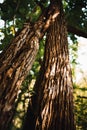 Vertical closeup of a patterned tree trunk