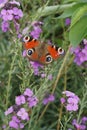 Vertical closeup on a Peacock butterfly, Inachis io sitting on a purple wallflower in the garden