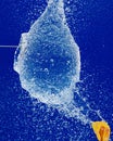 Vertical closeup of a person popping a water balloon with a needle against a blue background Royalty Free Stock Photo