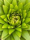 Vertical closeup of petals of a green flower, cool for background